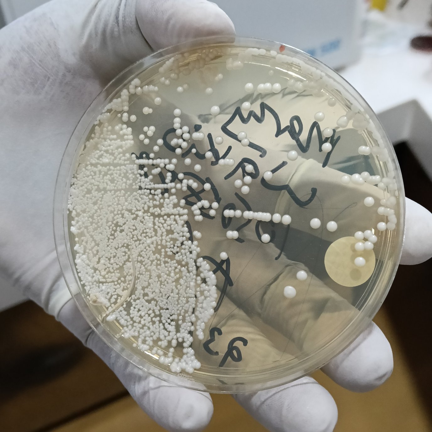 Dhara Pathology.jpg